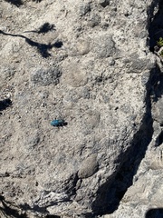 Cicindela depressula