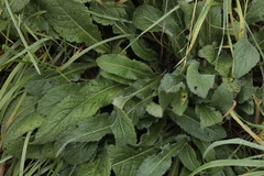 Salvia pratensis
