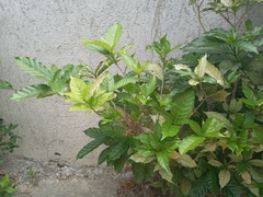 Tabernaemontana divaricata