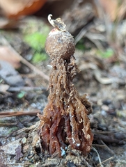 Calostoma