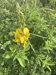 Crotalaria retusa
