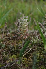 Lachenalia bowkeri