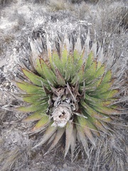 Agave horrida perotensis