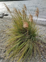 Austroderia richardii