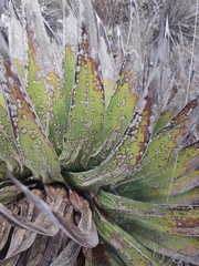 Agave horrida perotensis