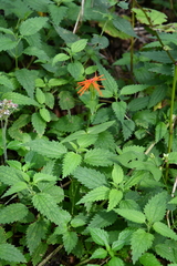 Silene wilfordii