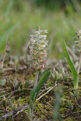 Lachenalia bowkeri