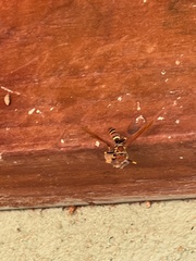 Polistes crinitus