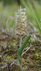 Lachenalia bowkeri