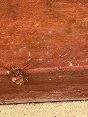 Polistes crinitus