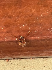 Polistes crinitus