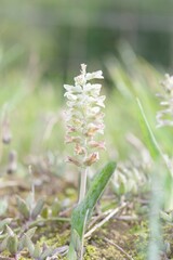 Lachenalia bowkeri