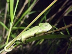 Chamaeleo chamaeleon