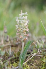 Lachenalia bowkeri