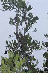 Dermatophyllum secundiflorum