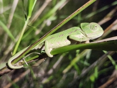 Chamaeleo chamaeleon