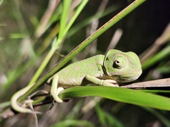 Chamaeleo chamaeleon