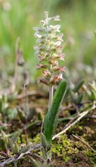 Lachenalia bowkeri