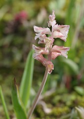Lachenalia bowkeri