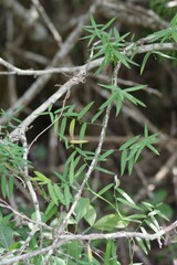 Secamone filiformis