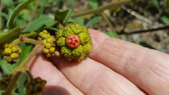 Varronia polycephala