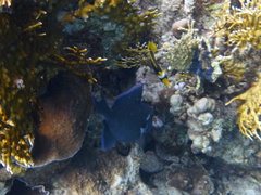Odonus niger