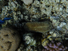 Ctenactis