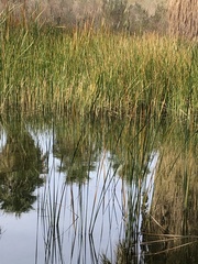 Schoenoplectus californicus