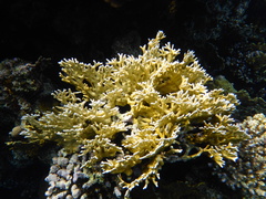Millepora dichotoma