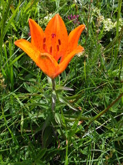 Lilium bulbiferum