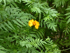 Tagetes erecta