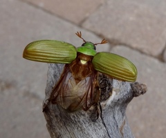 Chrysina lecontei