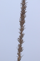 Dasylirion acrotrichum