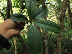 Ardisia solanacea