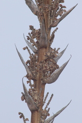 Dasylirion acrotrichum