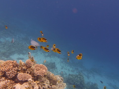 Chaetodon fasciatus