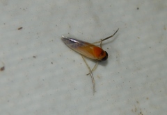 Anisops