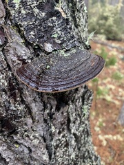 Porodaedalea