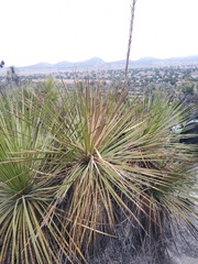 Dasylirion acrotrichum