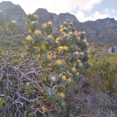 Leucospermum conocarpodendron conocarpodendron