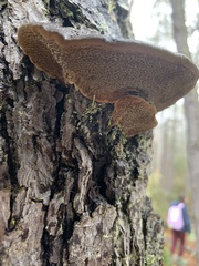 Porodaedalea