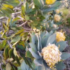 Leucospermum conocarpodendron conocarpodendron