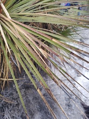 Dasylirion acrotrichum