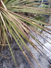 Dasylirion acrotrichum