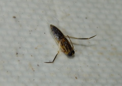 Anisops