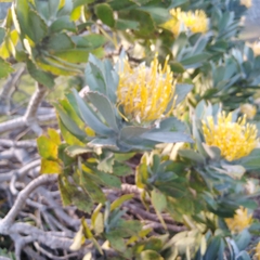 Leucospermum conocarpodendron conocarpodendron