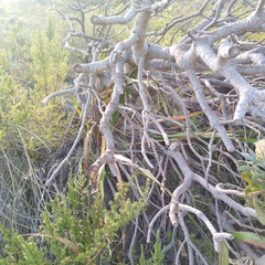 Leucospermum conocarpodendron conocarpodendron