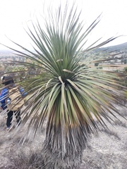 Dasylirion acrotrichum