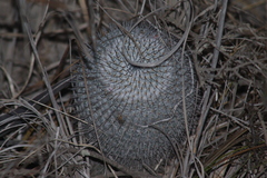 Mammillaria haageana