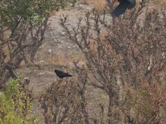 Pyrrhocorax pyrrhocorax docilis